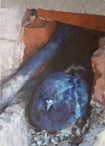 taube, 50 x 70 cm, öl, 2011