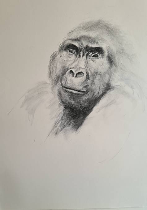 silverback I, charcoal on paper