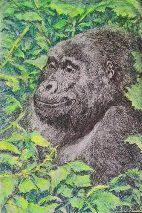 silverback II  - in the jungle, charcoal+pastel on paper