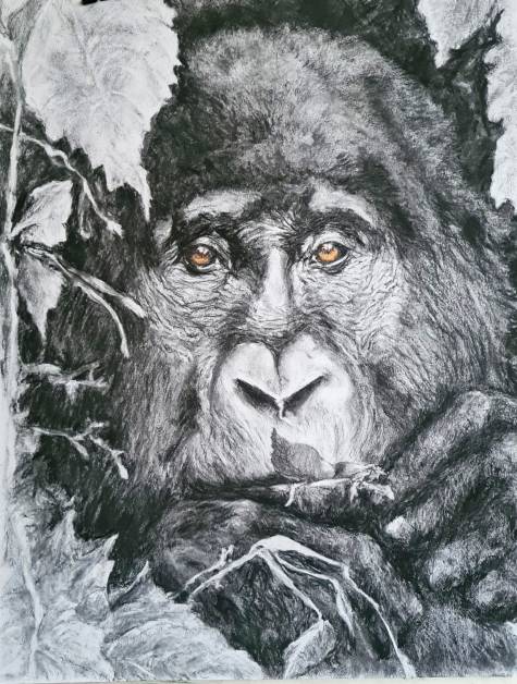 silverback III, charcoal on paper, 50x60 cm, 2024